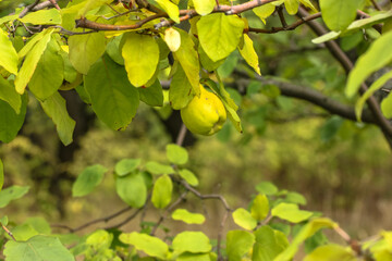 Green quince ripens on a tree branch in the autumn garden, harvest