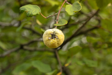 Green quince ripens on a tree branch in the autumn garden, harvest