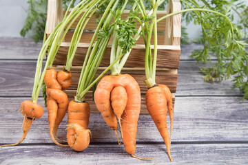 A few deformed, ugly carrot roots with a bizarre shape on the background of a wooden box....