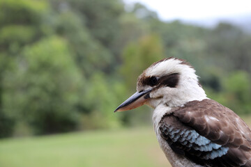 A closeup of a famous Australian Kookaburra bird in natural bush setting