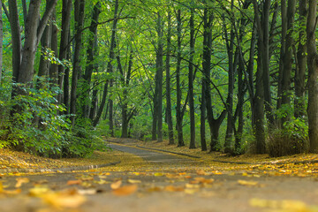 Fallen leaves on gray asphalt and tall green trees in the park, a picturesque shady alley