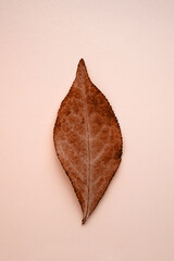 Autumn brown euonymus leaf with veins on a pink background, close-up.
