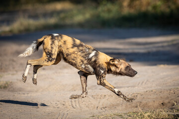Hunting dog crossing the road in Khwai River in Okavango Delta in Botswana