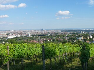 Ein Weingarten am Wilhelminenberg mit Blick &uuml;ber Wien.	