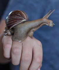 The large brown snail Achatina sits on her arm and looks away. Macro-healing slime and anti-aging giant snail slime. Giant snail Achatina fulica. © Svetlana