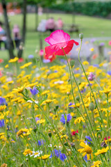 Red wild popy blossom in front of meadow in the park