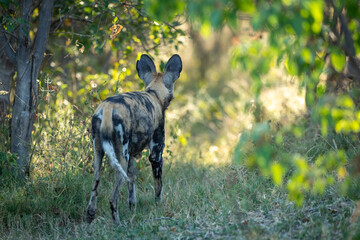 Hunting dog looking into the bush looking alert in Khwai River in Okavango Delta in Botswana