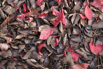 leaves background