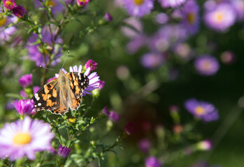 Beautiful butterfly ( Nymphalidae) hives on autumn lilac flowers.A place for a copy space .Horizontal orientation