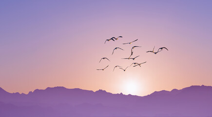 Birds in flight at sunrise above the mountains