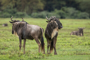 Two white bearded wildebeest standing in green grass in Ngorongo Crater in Tanzania