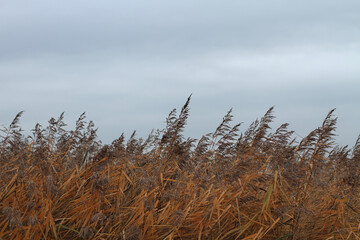 Obraz premium reeds in the wind