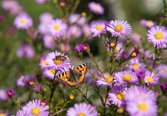 Beautiful butterfly ( Aglais urticae.Nymphalidae) hives and bees on autumn flowers.A place for a  copy space .Horizontal orientation