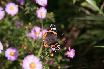 Beautiful day butterfly   Admiral ( Vanessa atlanta. Nymphalidae)  on flowering plants.A place for a copy space .Horizontal orientation