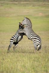 Vertical portrait of two adult male zebra fighting in grass plains of Masai Mara in Kenya