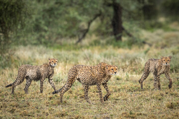 Three cheetah looking wet walking in the rain in Ndutu Tanzania
