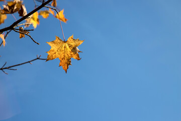 Obraz premium A maple leaf on a branch sways in the wind against the sky.A place for a space mine.Horizontal orientation