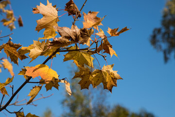 A maple branch with yellowed leaves sways in the wind against the sky.A place for a space mine.Horizontal orientation