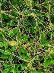 green and yellow loops