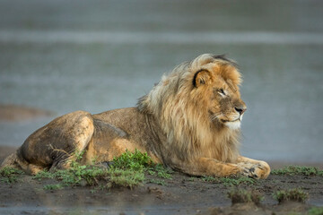 Male lion with a beautiful mane lying in mud at the edge of river in Ndutu in Tanzania