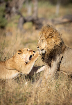 Vertical portrait of a mating pair of lions fighting in Khwai River in Okavango Delta in Botswana