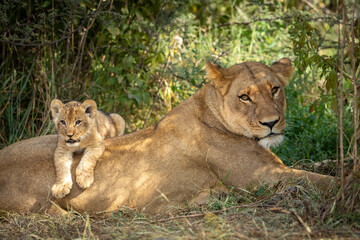 Fototapeta na wymiar Lion cub lying on it's mother's back in Savuti in Botswana