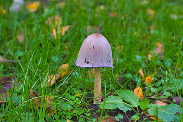 mushroom in grass