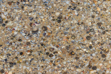 Background of the sea shells