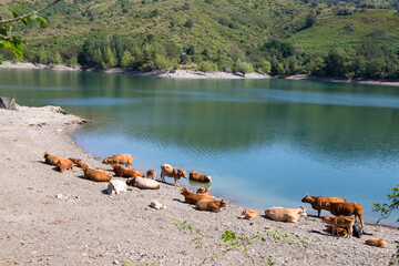 Cows on the shore of Giacopiane lake, an artificial reservoir located in the Sturla valley in the municipality of Borzonasca, inland of Chiavari, Genoa province, Italy