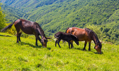 Wild horses grazing the grass in Antola regional natural park, a protected natural area located in Liguria between Genoa interland and the ligurian Apennines, Italy