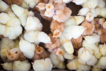 Little yellow chickens top view. A group of diurnal cute beautiful chickens.
