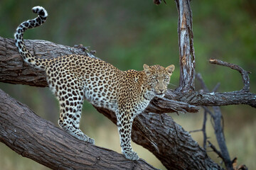 Adult leopard standing on dead tree branch in Khwai River Okavango Delta in Botswana