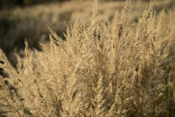 Botanical background of autumn dry grass in the field .A place for a copy of space.Horizontal orientation