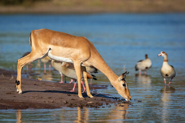 Female impala drinking water in Chobe River in Botswana
