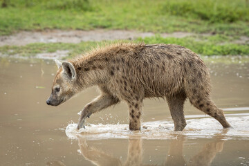 Adult hyena walking through brown water in Ngorongoro Crater in Tanzania