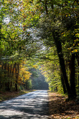 Obraz premium autumn in the forest