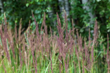 Background image - tall grass growing at the edge of the forest