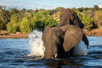 Two elephants playing in water in afternoon sunlight in Chobe River in Botswana