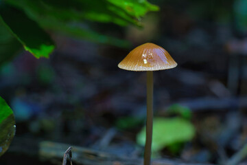 mushroom in the forest