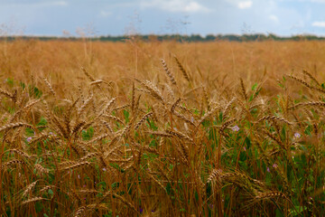 Rural landscape - ripe wheat field