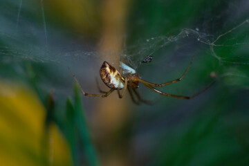spider on web