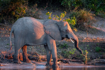 Female elephant standing at the edge of water at sunset in Chobe River in Botswana