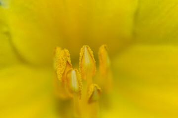 yellow flower stamens	 macro
