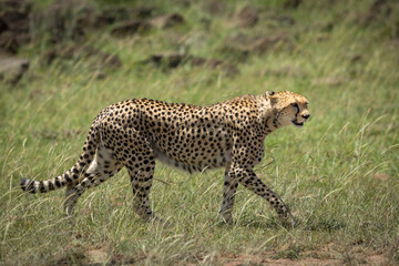 Adult cheetah walking in tall grass in Masai Mara in Kenya - Powered by Adobe