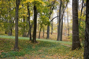 Fototapeta premium autumn in the forest