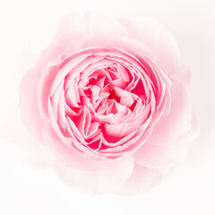 Lovely pink English rose close up, macro photo