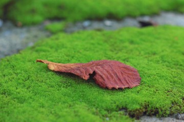 Yellow autumn leaf on green moss