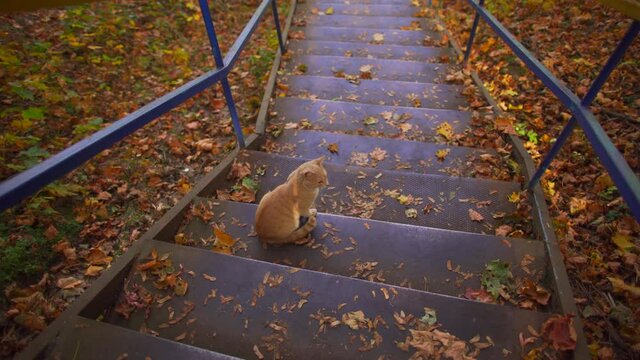 Cute ginger cat relaxing outdoors in beautiful scenic autumn landscape.