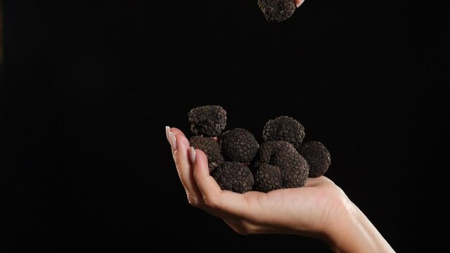 Female hand holding luxury rare black truffle mushrooms shot on black background. One truffle falling down and bouncing in slow motion. Full hd