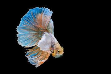 Siamese fighting fish on a black background